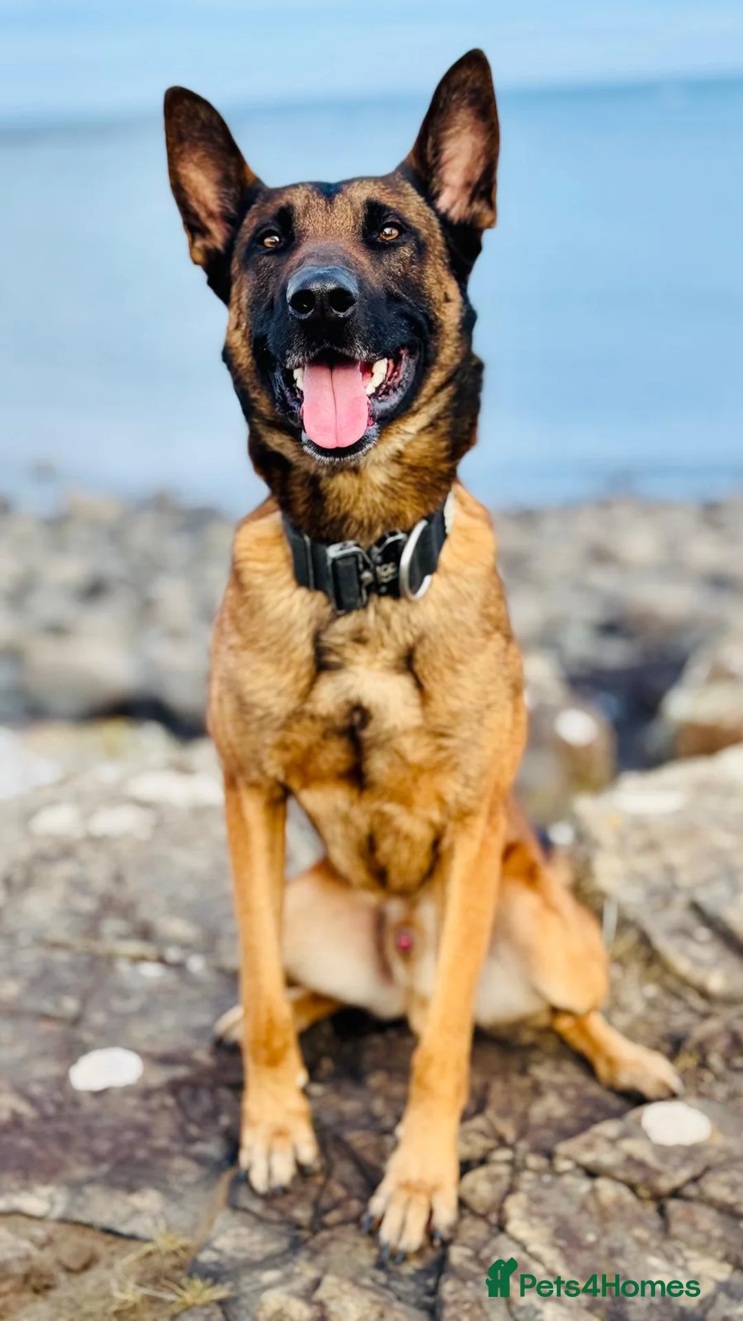 Mixed Breed dogs for sale: Belgian x Dutch Shepherd – Goofy in Newcastle upon Tyne - Advert 4