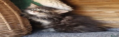 Tabby 1