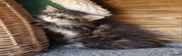 Mixed Breed cats for sale: Mainecoon Kittens  - Advert 5