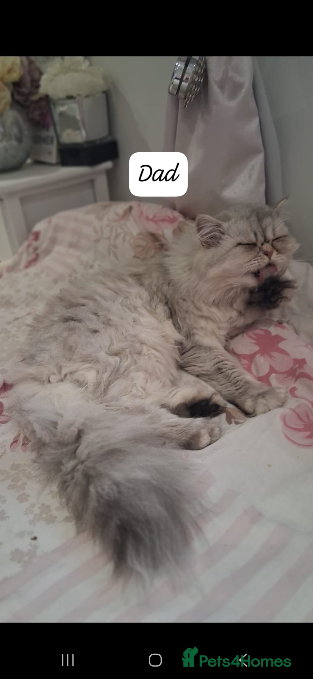 Persian cats for sale: STUNNING 2 Persian Femal Adorable Kittens! - Image 5