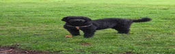 Labradoodle dogs for sale: Labrodoodle Puppies - Advert 13