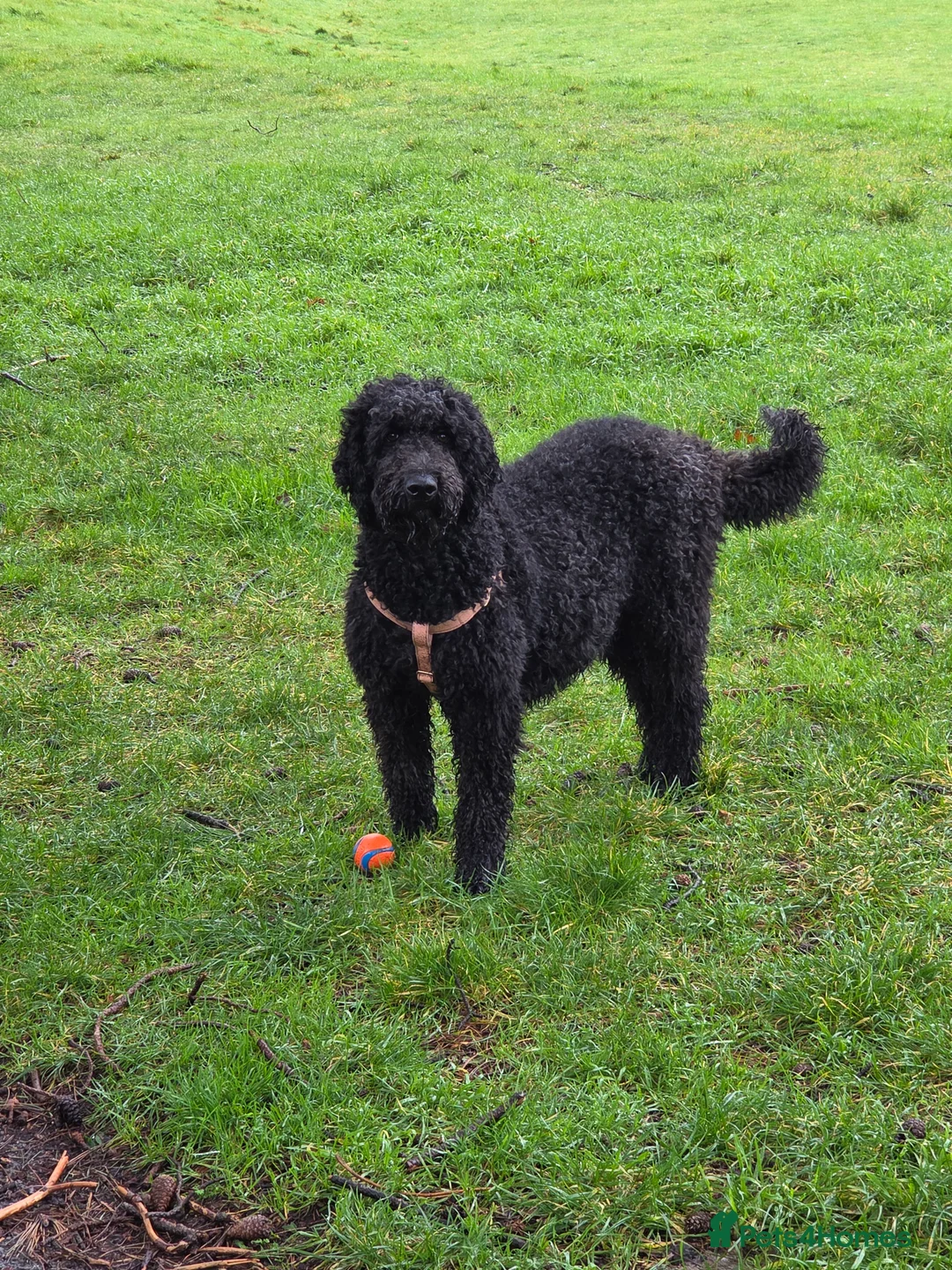 Labradoodle dogs for sale: Labrodoodle Puppies - Advert 13