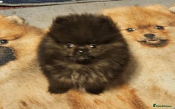 Pomeranian dogs for sale: TINY miracle KC Pomeranian 907grams at 16 weeks - Image 9