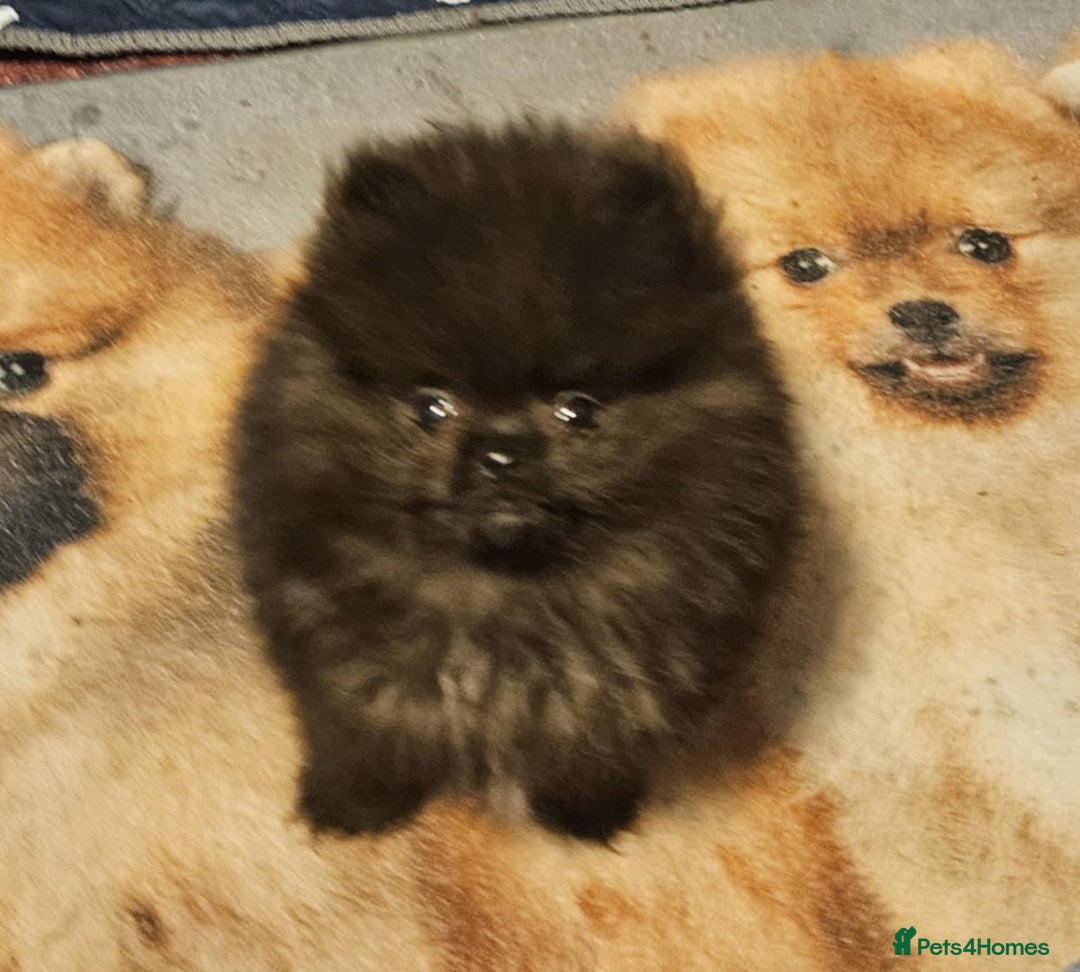 Pomeranian dogs for sale: TINY miracle KC Pomeranian 907grams at 16 weeks - Image 9