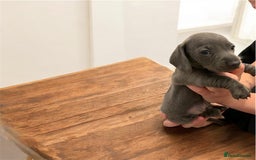 Miniature Dachshund dogs for sale: Miniature Dachshunds  - Image 11