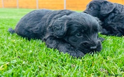 Labradoodle dogs for sale: Chunky Labradoodle Babies 🐾🐾🐾 - Image 2