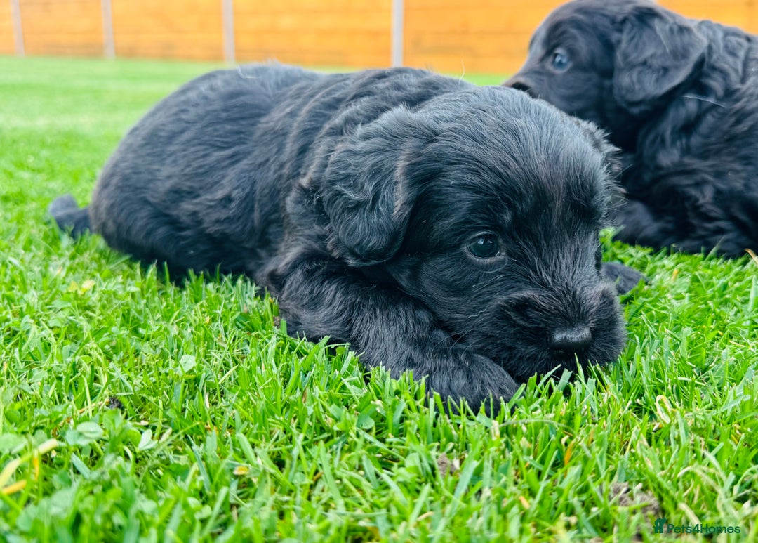Labradoodle dogs for sale: Chunky Labradoodle Babies 🐾🐾🐾 - Image 2