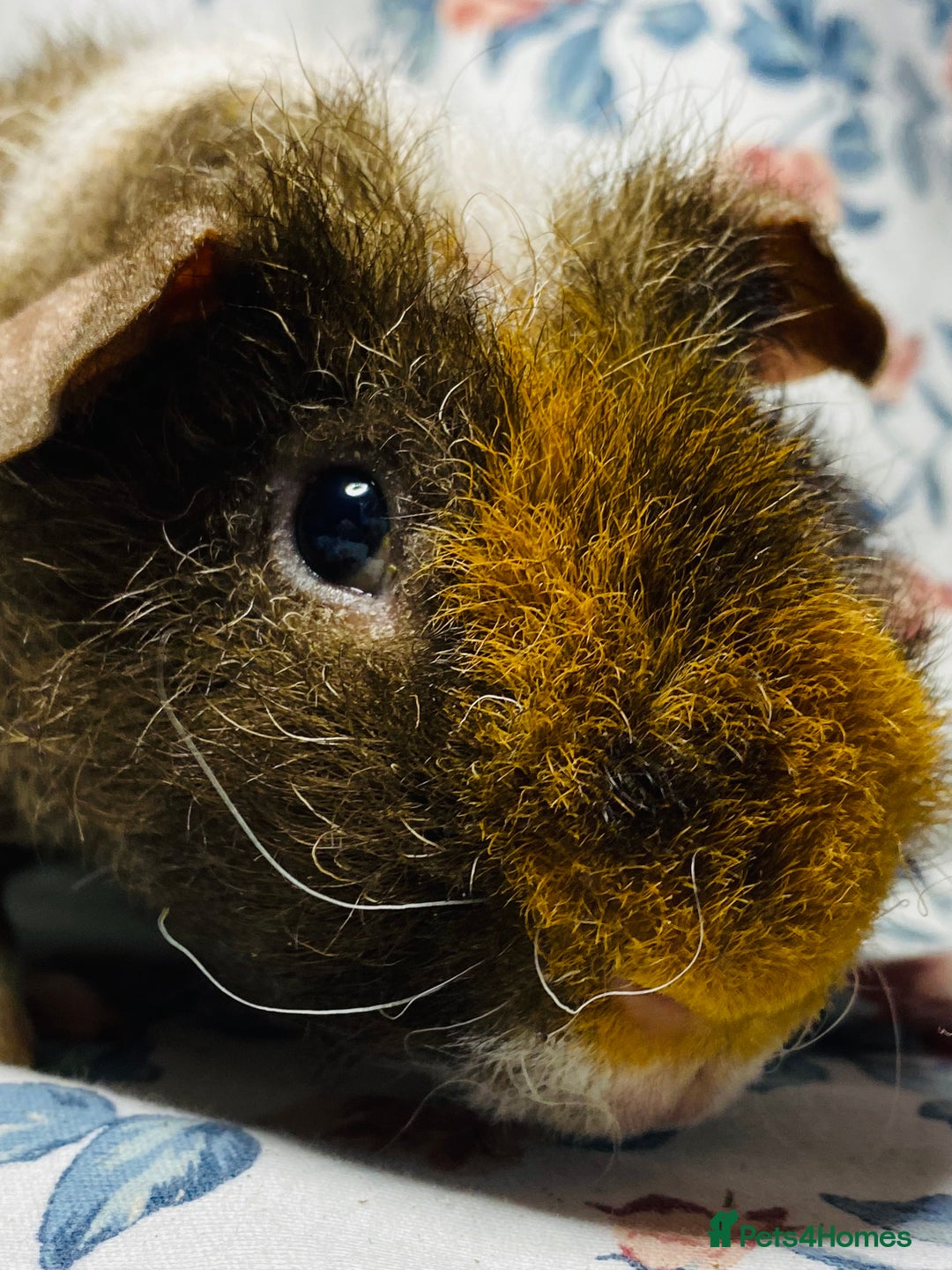 Guinea Pig rodents for sale: Skinny pig and werewolf pair of boys - Advert 5