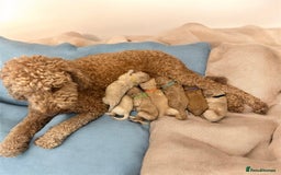 Australian Labradoodle dogs for sale: 🌟 Australian Labradoodle Puppies 🌟 - Image 12
