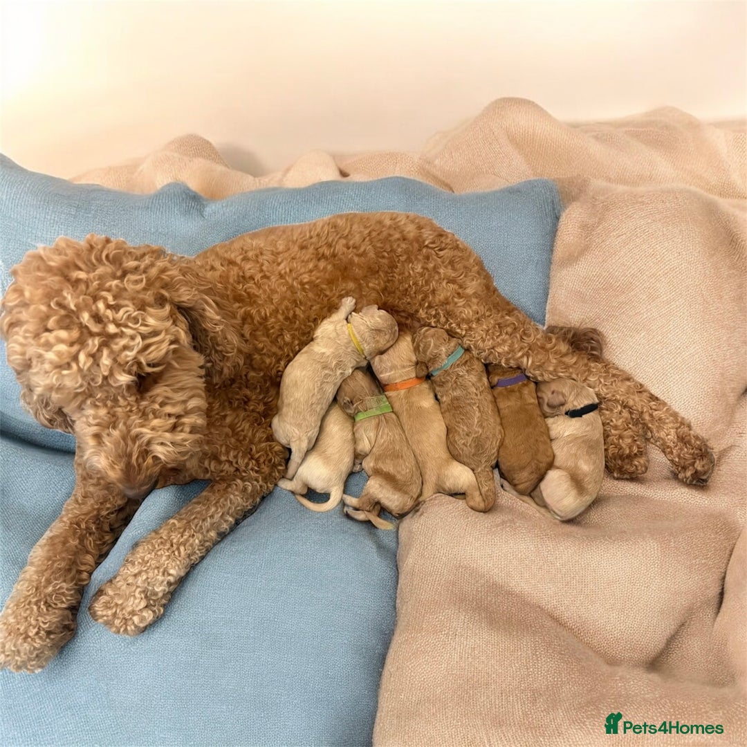 Australian Labradoodle dogs for sale: 🌟 Australian Labradoodle Puppies 🌟 - Image 12