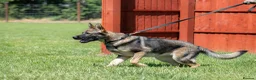 German Shepherd dogs for sale: Top Working Line KC GSD  - Advert 8