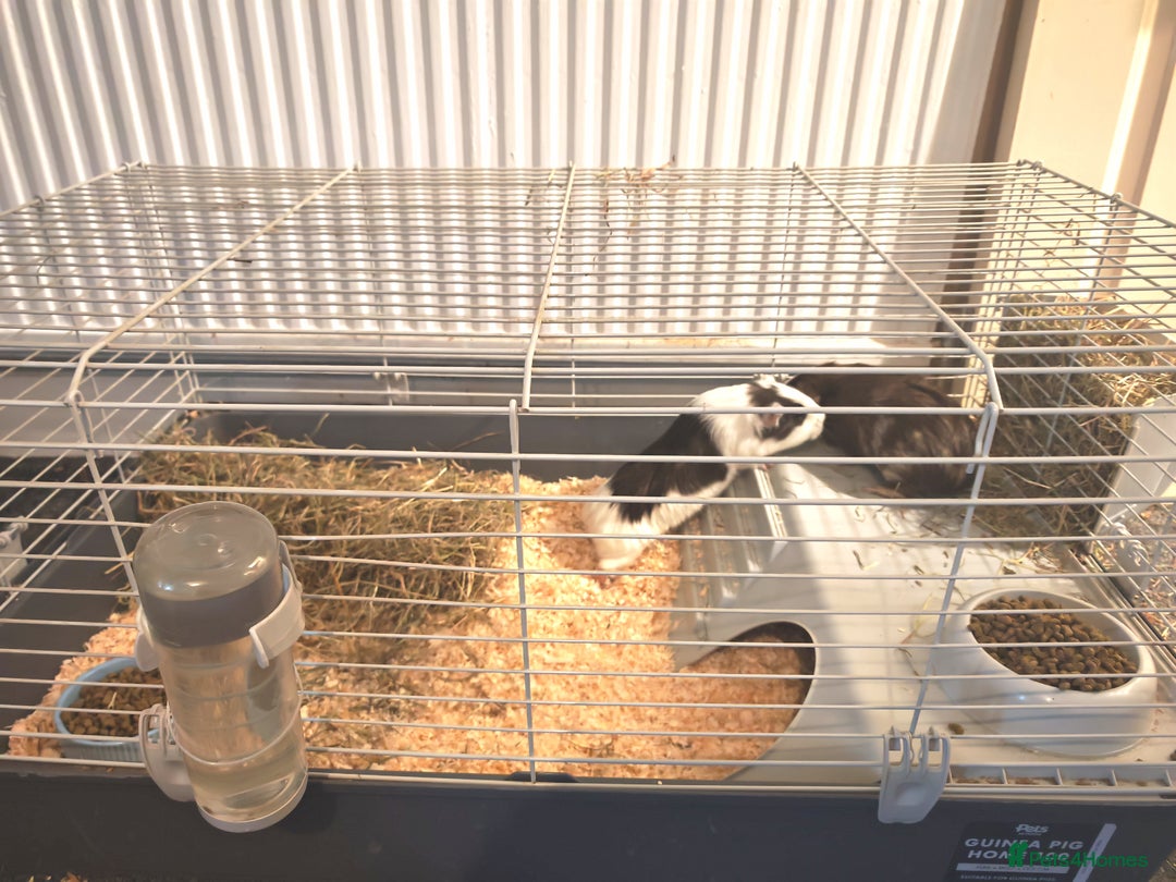 Guinea Pig rodents for sale: 2 female guinea pigs for rehoming with cage - Advert 14