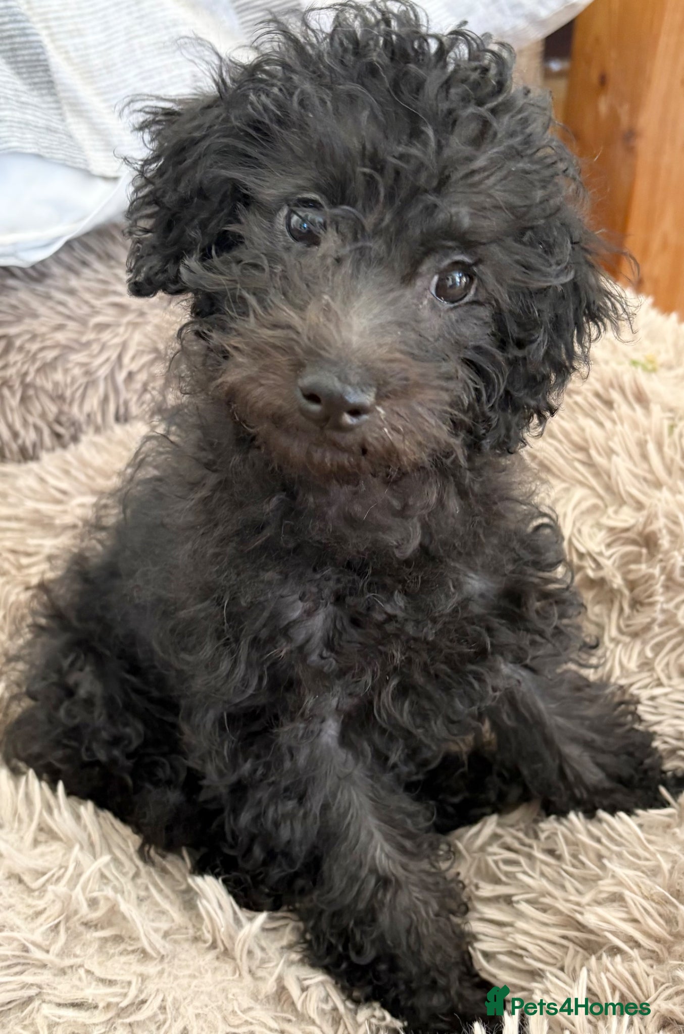 Jackapoo dogs 🐶 Jackapoo Last Boy Fully Vaccinated Ready Now - Advert 14
