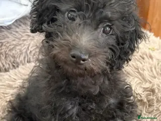 Jackapoo dogs 🐶 Jackapoo Last Boy Fully Vaccinated Ready Now - Advert 15