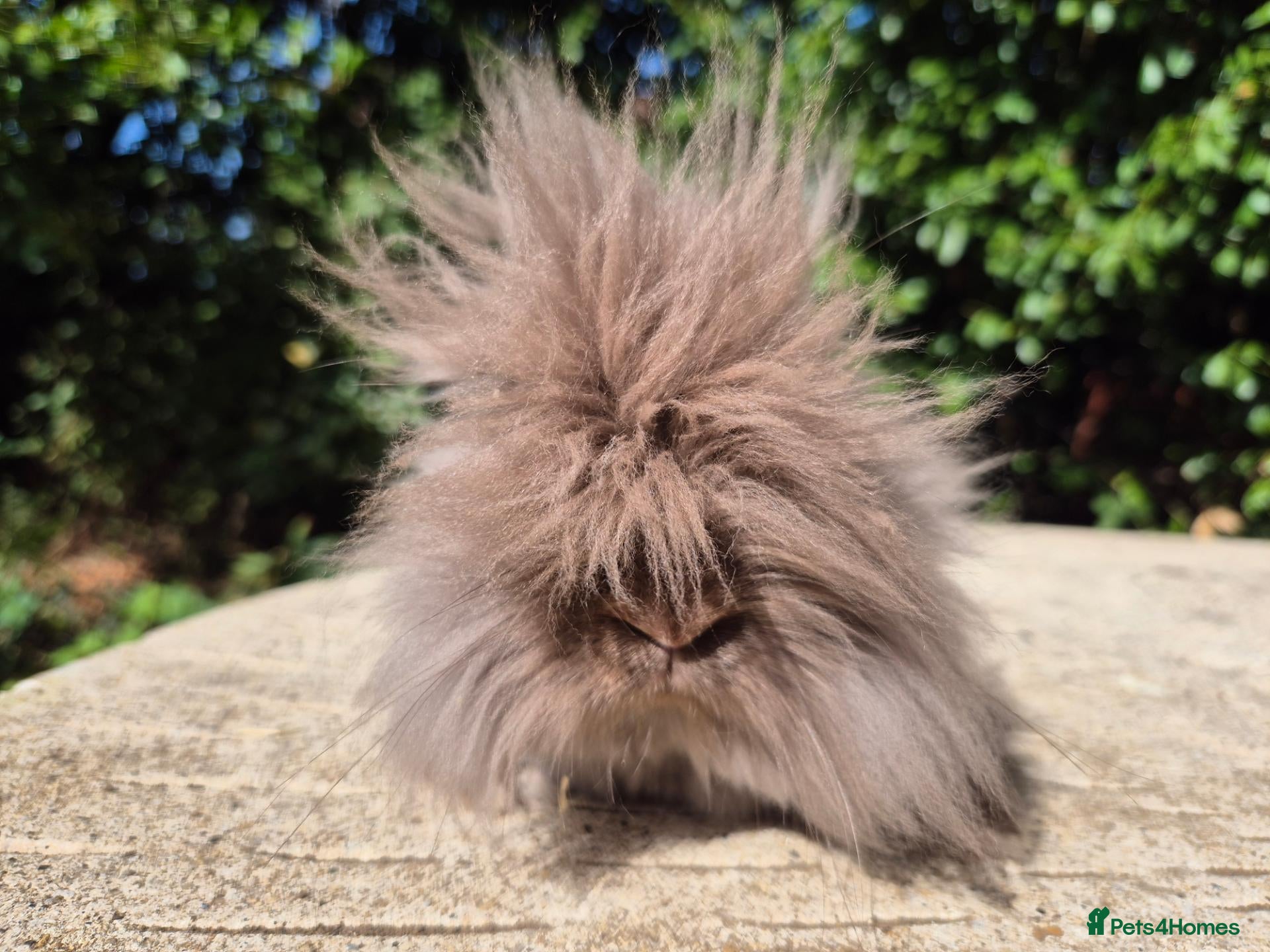 Angora rabbits 🍫 TEDDYDWERG BOY❤️ IMPORTED PARENTS - Advert 1