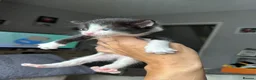 Mixed Breed cats for sale: 3 female kittens available.  - Advert 8
