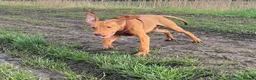 Hungarian Vizsla dogs for sale: Hungarian viszla  - Advert 2