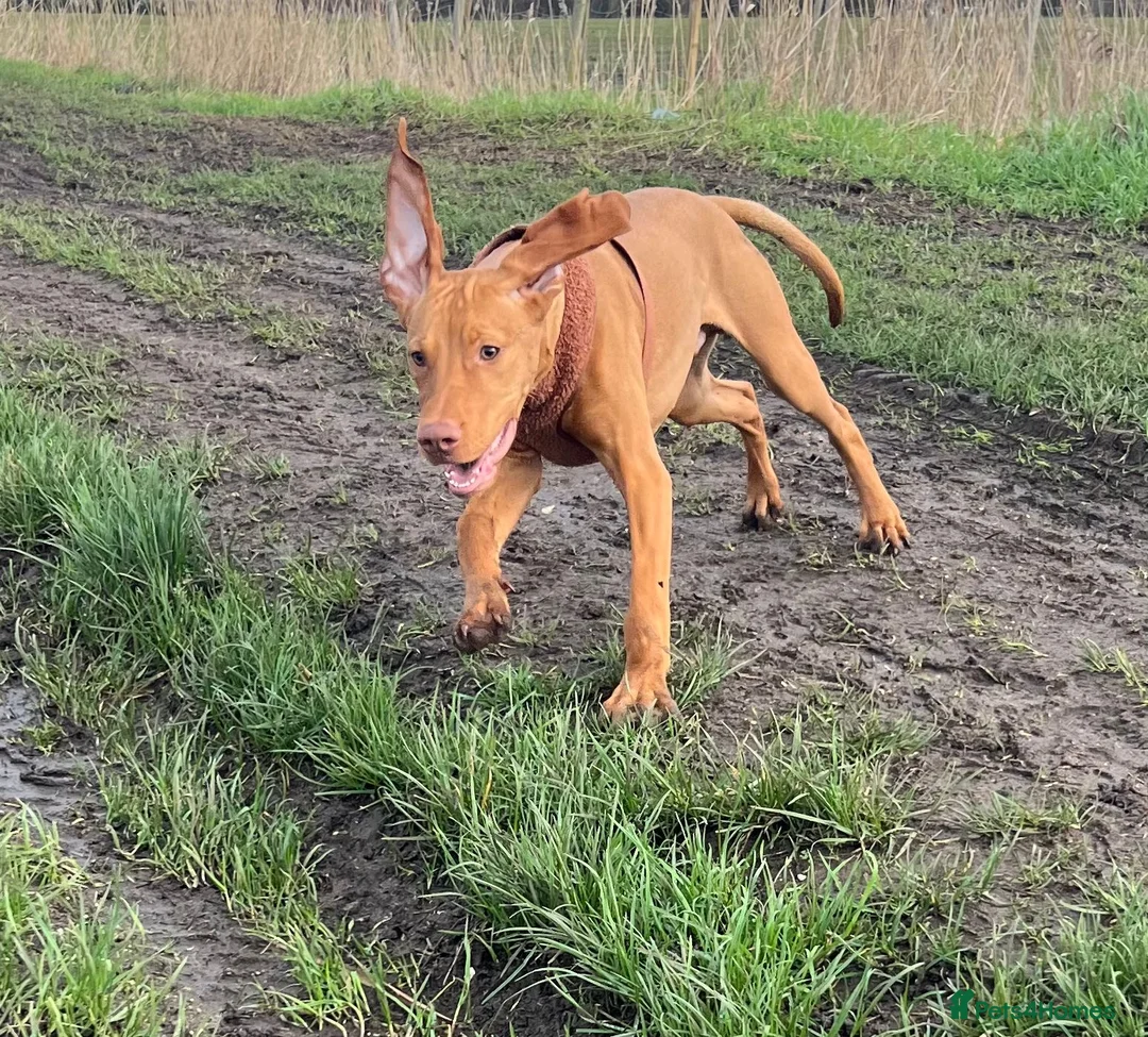 Hungarian Vizsla dogs for sale: Hungarian viszla  - Advert 2