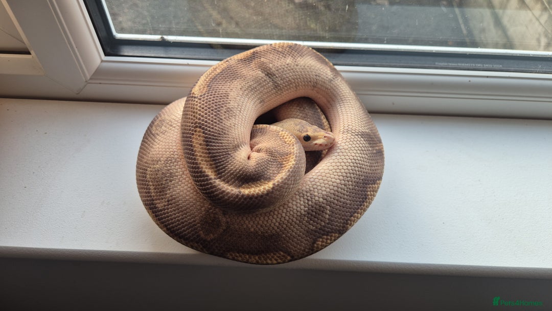 Python Snake reptiles for sale: Royal / Ball Pythons For Sale - Advert 1