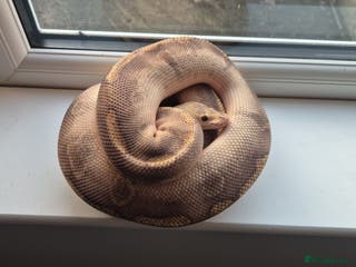 Python Snake reptiles Royal / Ball Pythons For Sale - Advert 4