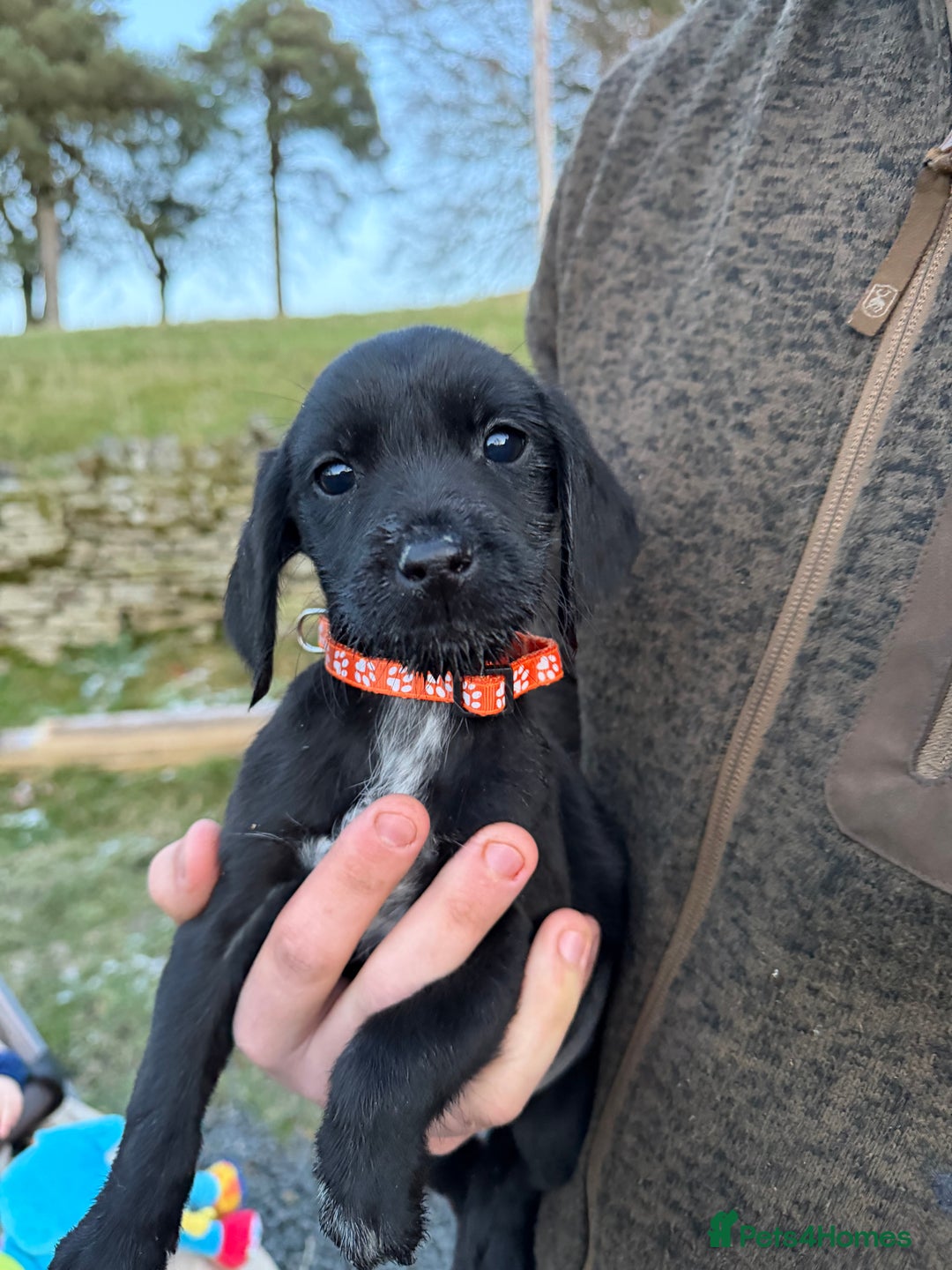 Mixed Breed dogs for sale: Stunning Labrador Pointer Puppies – Ready to go - Advert 27