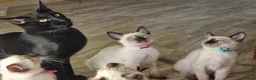 Siamese cats for sale: Old Style Siamese Kittens For Sale - Advert 4
