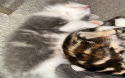 Mixed Breed cats for sale: 4 female kittens  - Image 4
