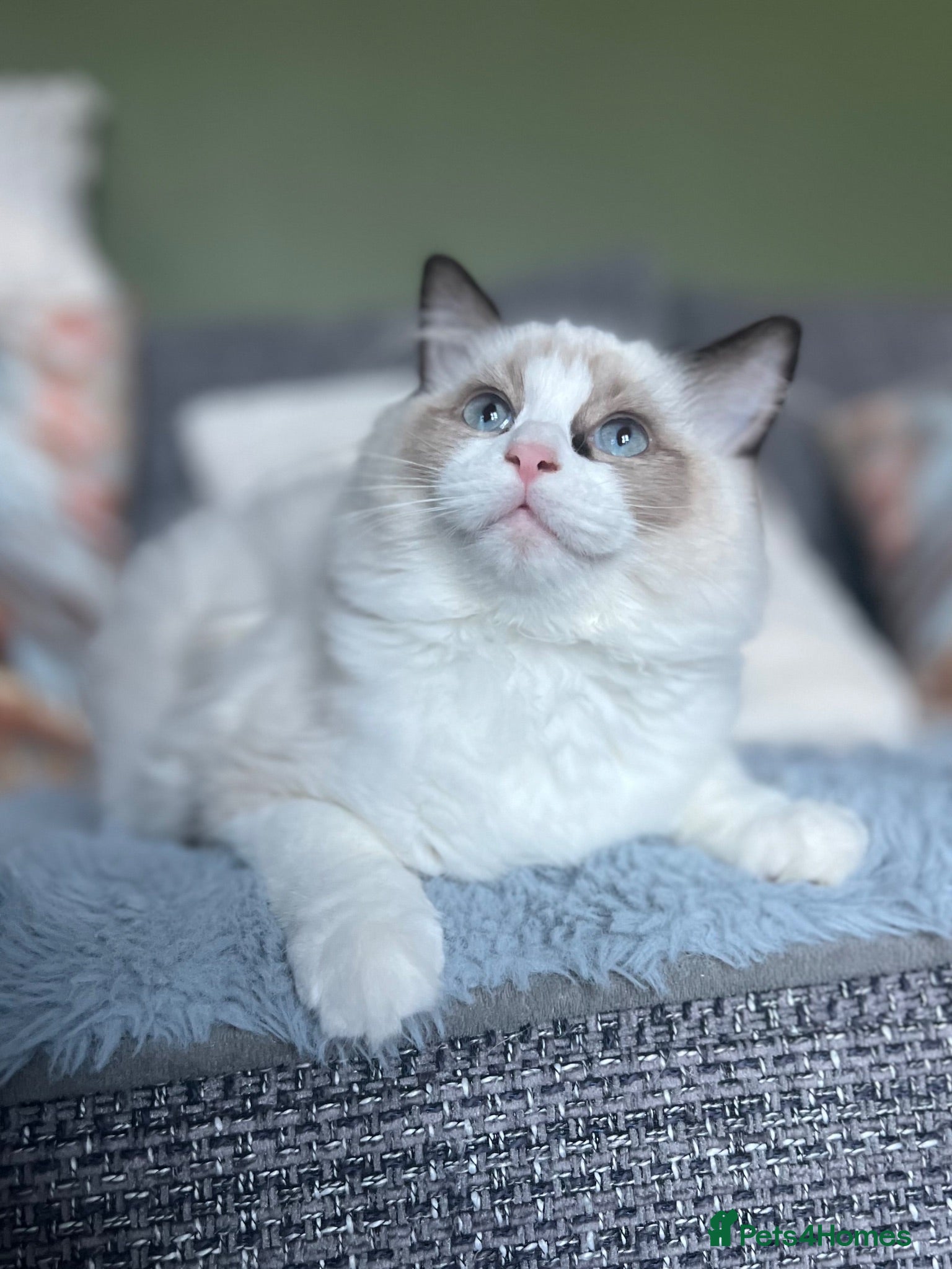 Ragdoll cats Registered beautiful ragdolls - Advert 3
