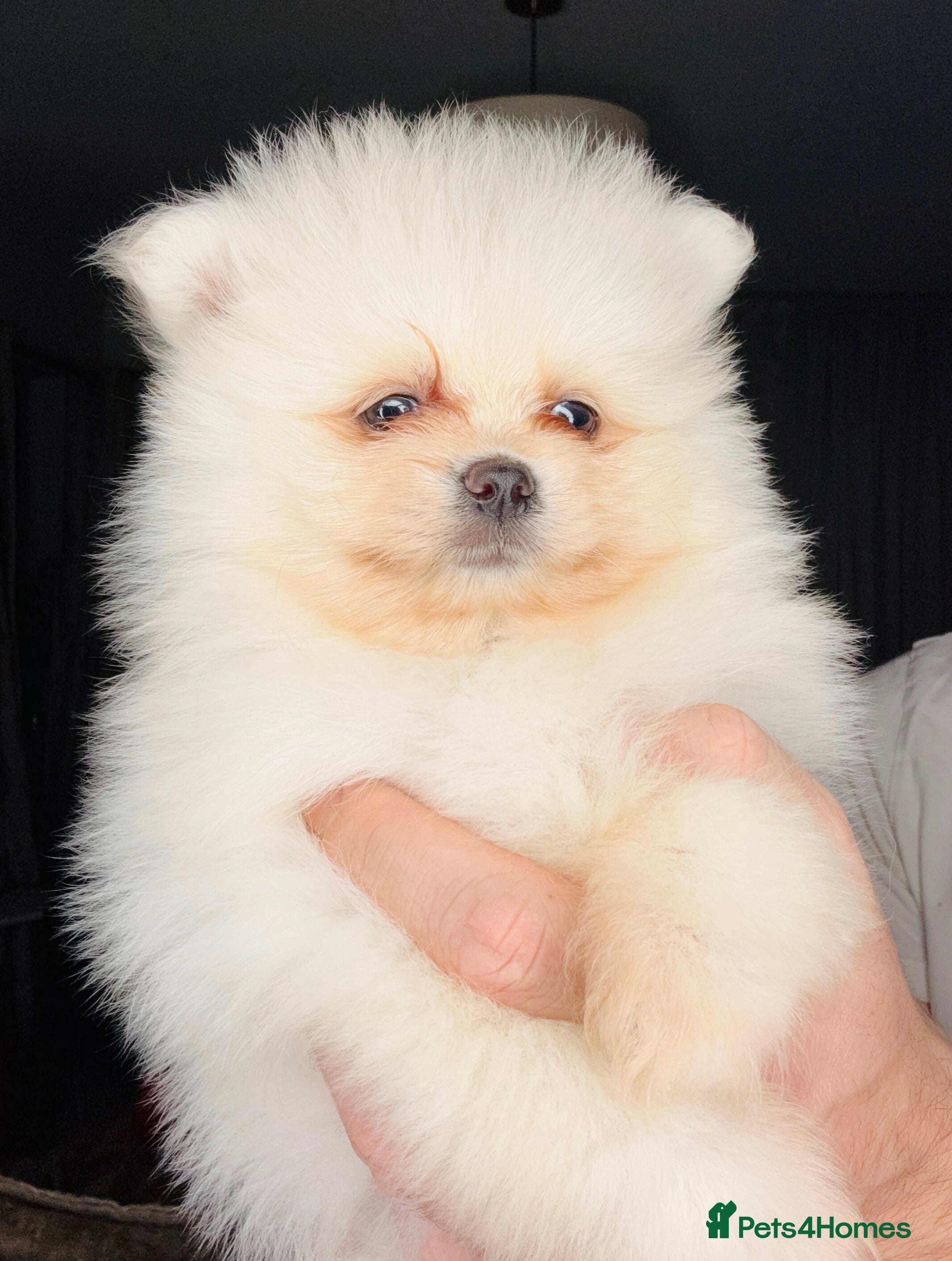 Pomeranian dogs Pomeranians - Advert 10