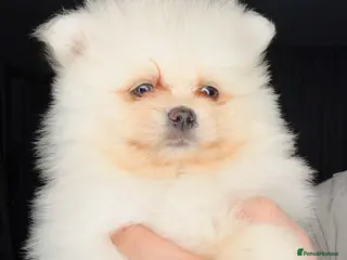Pomeranian dogs Pomeranians - Advert 10