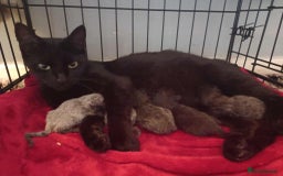 British Shorthair cats for sale: 5 beautiful british shorthair kittens - Image 35