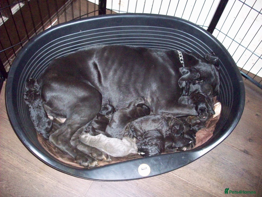 Cane Corso dogs for sale: Beautiful Cane Corso puppies for sale. - Advert 7