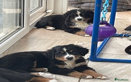 Bernese Mountain Dog dogs for sale: Stunning boys and girls - Advert 4