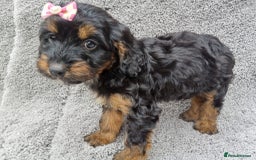 Cockapoo dogs for sale: Cockerpoo puppies - Image 7