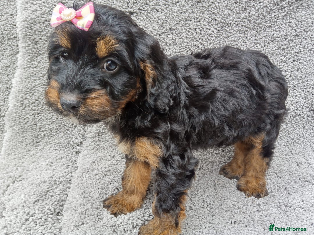 Cockapoo dogs for sale: Cockerpoo puppies - Image 7