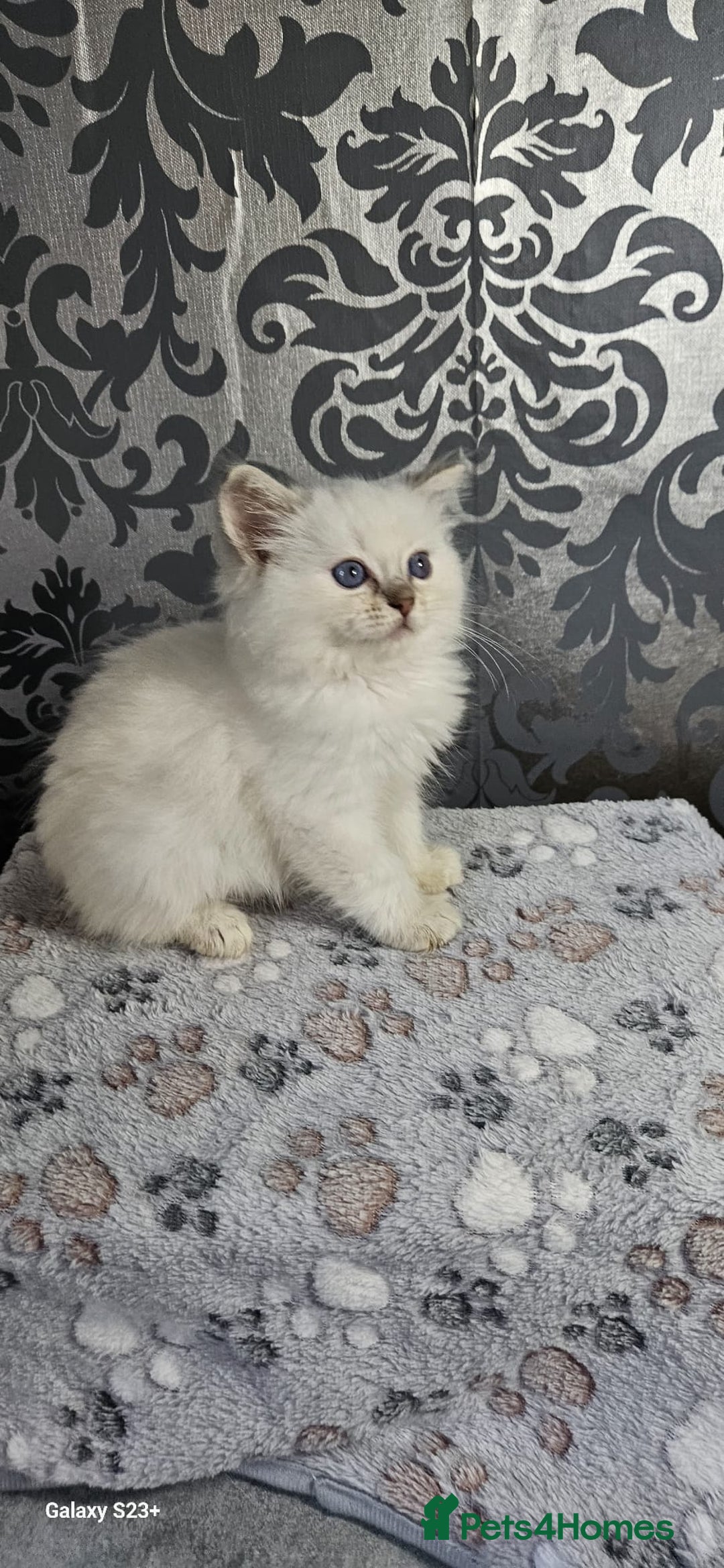 Ragdoll cats for sale: Lilac and blue tica ans Gccf registered ragdolls. - Image 5