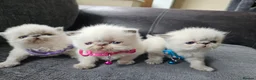 Persian cats for sale: 😻Stunning Pedigree Persian Kittens 😻 - Advert 16