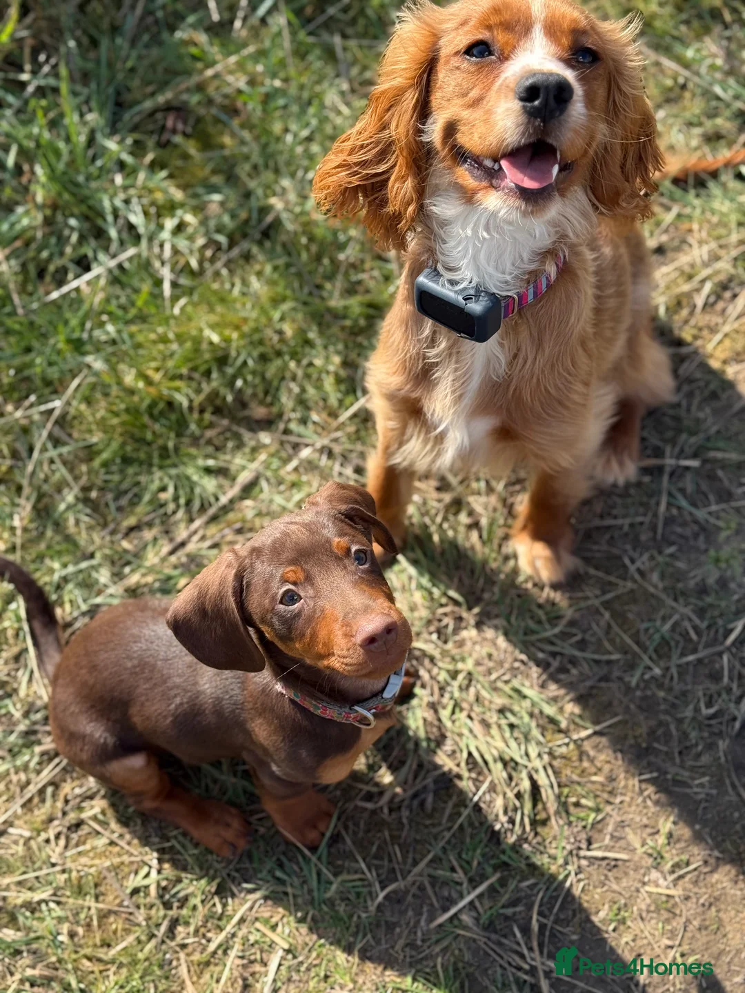 Mixed Breed dogs for sale: Cockalier (King Charles Spaniel) X Dachshund Cross - Advert 1