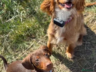 Mixed Breed dogs Cockalier (King Charles Spaniel) X Dachshund Cross - Advert 1