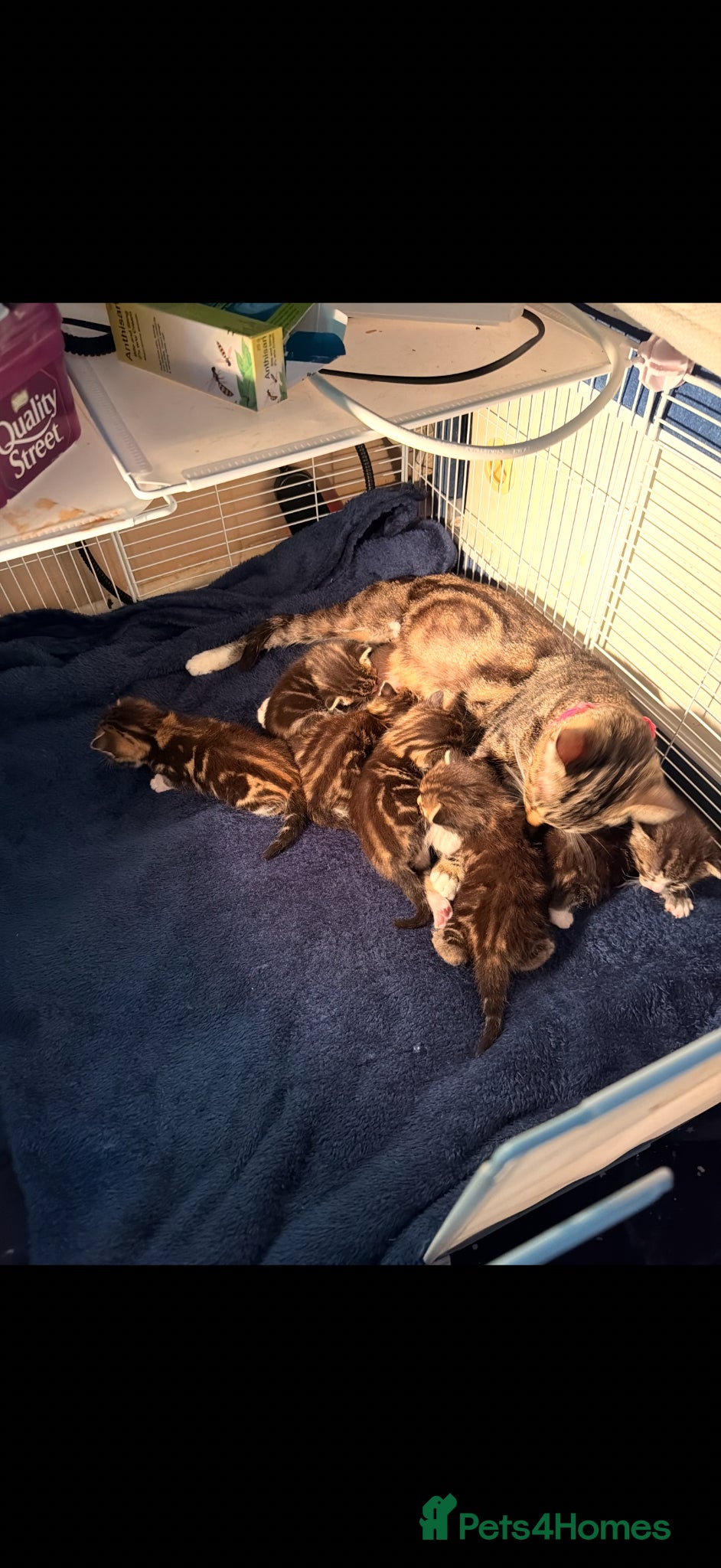 Mixed Breed cats Gorgeous kittens - Advert 2