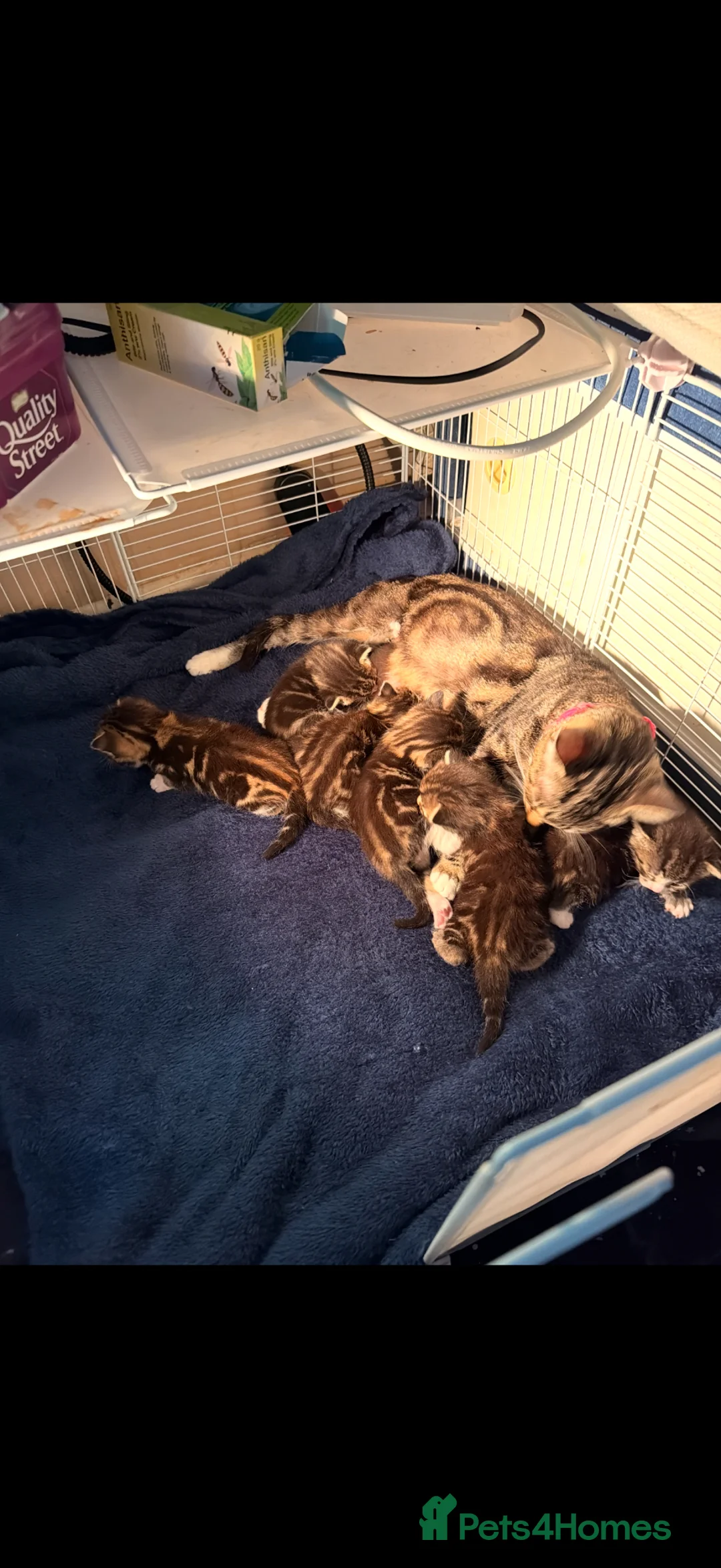 Mixed Breed cats for sale: Gorgeous kittens - Advert 1