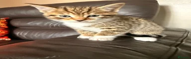 Mixed Breed Kitten 1