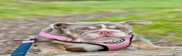 English Bulldog dogs for sale: Two Tru colour English bulldogs - Advert 27