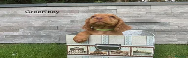 Cocker Spaniel 2
