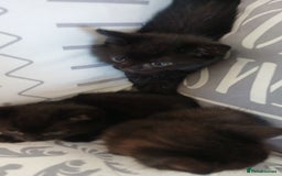 Mixed Breed cats for sale: Male kittens for sale  - Image 12