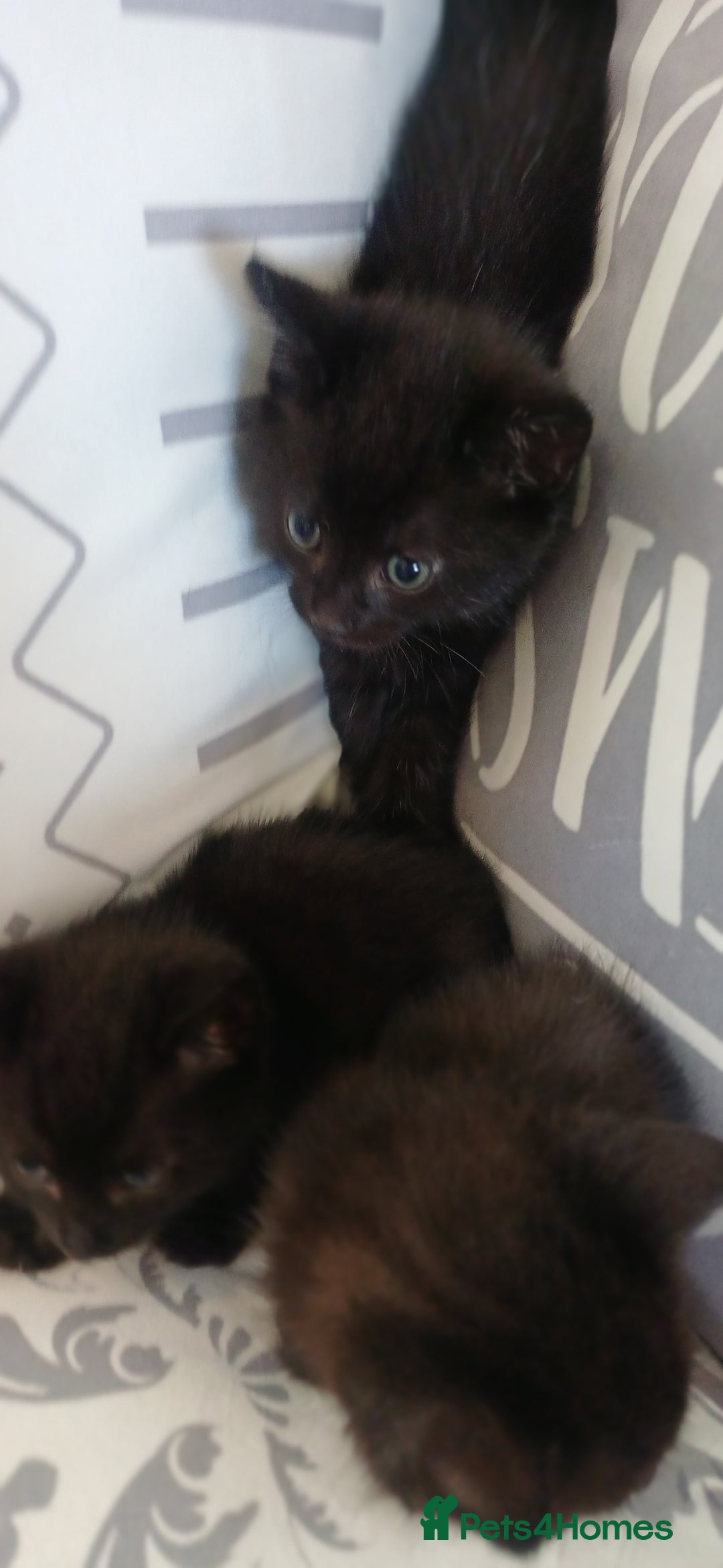 Mixed Breed cats for sale: Male kittens for sale  - Image 12
