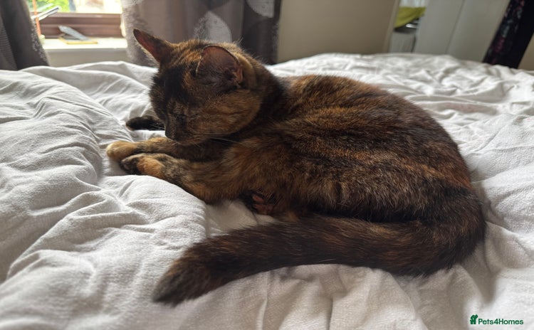 Mixed Breed cats - Advert 15