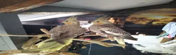 Cockatiels birds for sale: DNA sexed cockatiel hand tame and flight trained - Advert 10