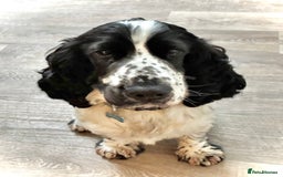 Cocker Spaniel dogs for sale: Beautiful 18 month Show Cocker Spaniel - Image 2