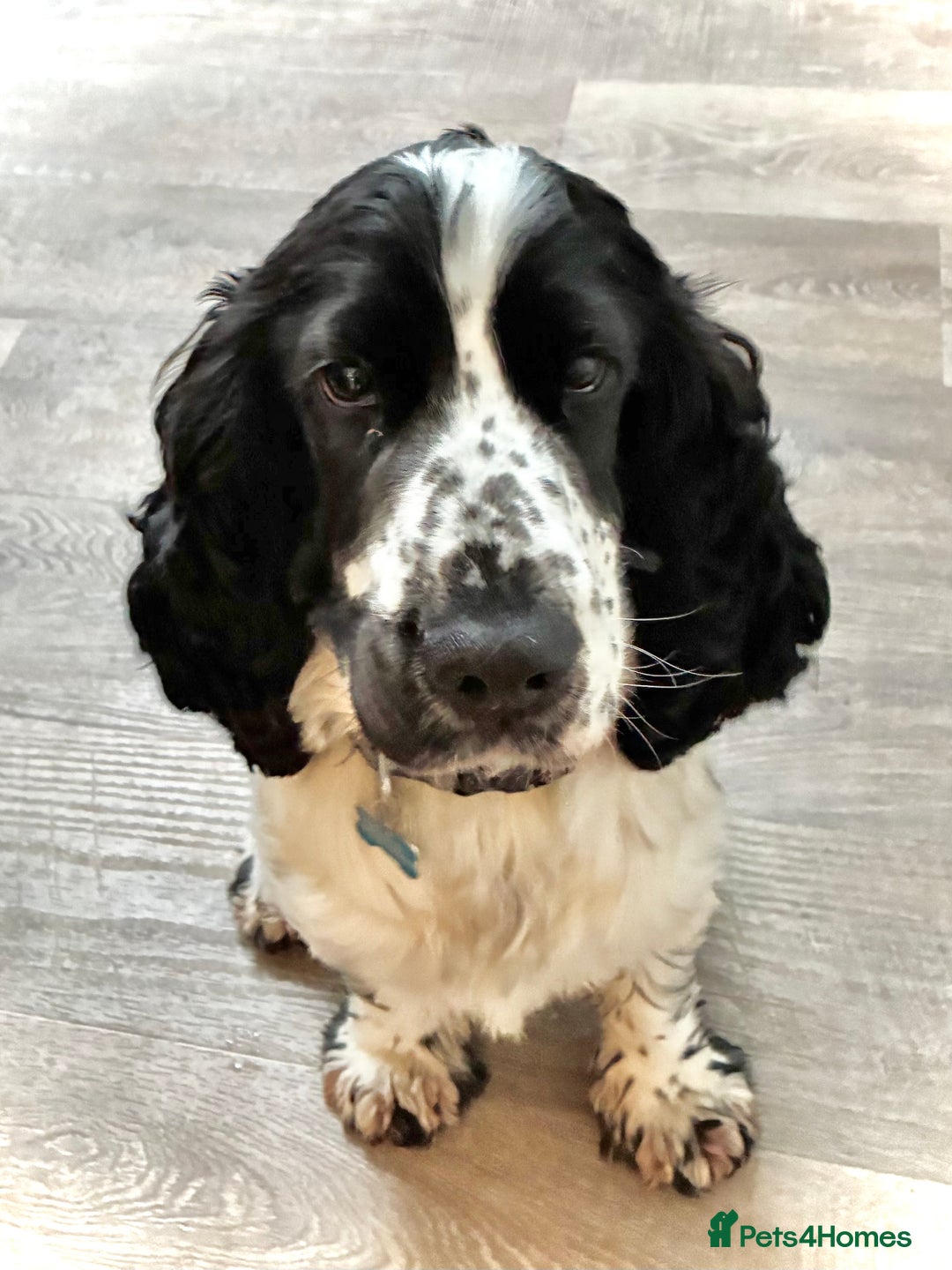 Cocker Spaniel dogs for sale: Beautiful 18 month Show Cocker Spaniel - Image 2